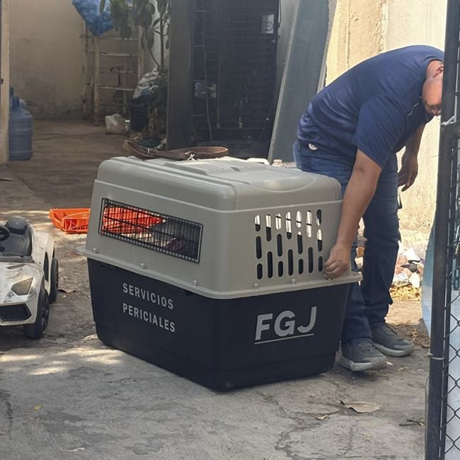 Rescata Fiscalía perro maltratado en la Col. Libertad de Cd. Victoria.