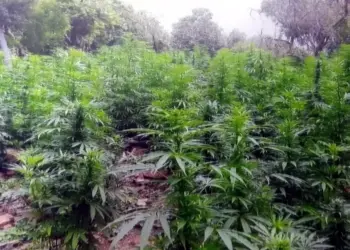 Corte revoca veto a mariguana en alimentos para autoconsumo