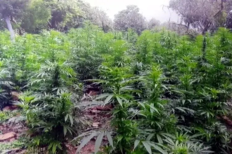 Corte revoca veto a mariguana en alimentos para autoconsumo