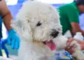 Proponen tres días de permiso ¡por muerte de mascotas!