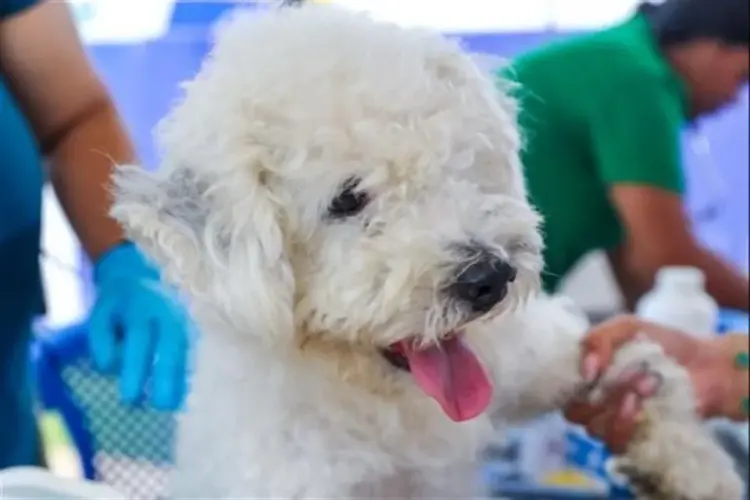 Proponen tres días de permiso ¡por muerte de mascotas!