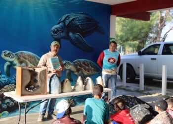 Familias participan en liberación de tortugas
