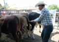 Llevan 73 toros en programa de mejoramiento genético a productores de El Mante