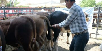 Llevan 73 toros en programa de mejoramiento genético a productores de El Mante