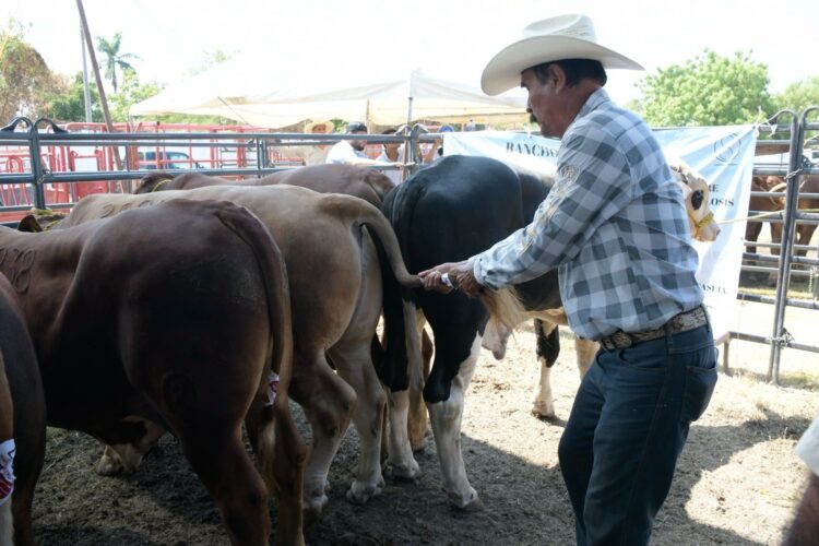 Llevan 73 toros en programa de mejoramiento genético a productores de El Mante