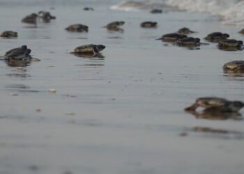 Refuerzan protección de tortuga lora