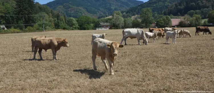 Cambio climático dispara el calor extremo en Alemania