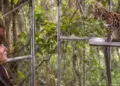 Bolivia descubre un nuevo felino nunca registrado