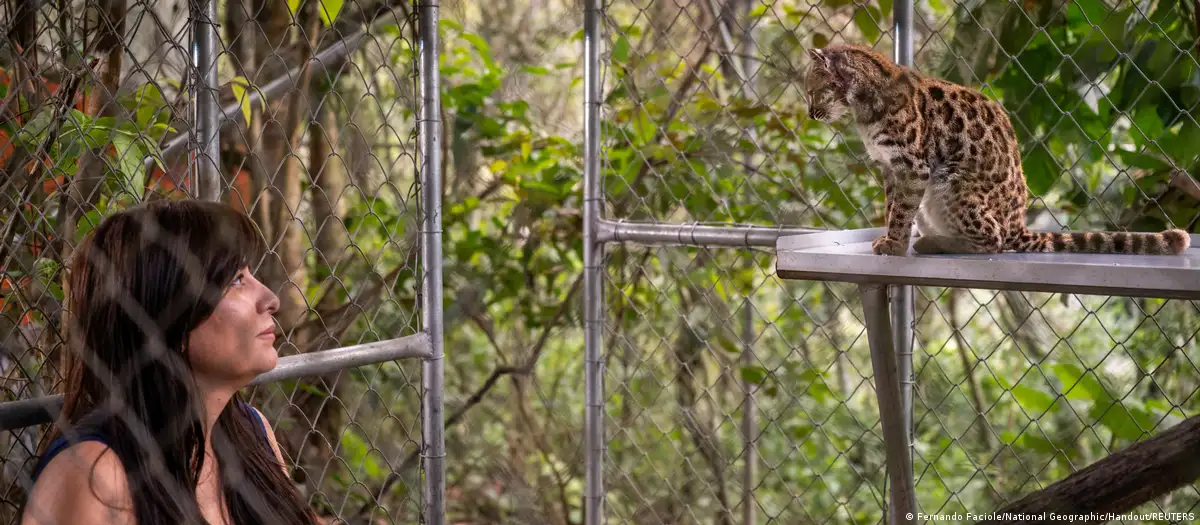 Bolivia descubre un nuevo felino nunca registrado