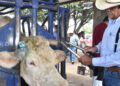 Refuerzan acciones contra el Gusano Barrenador del Ganado en Chihuahua y Sonora