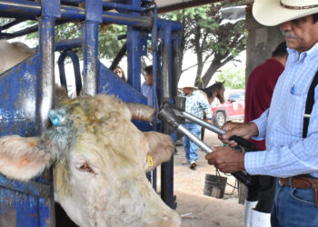 Refuerzan acciones contra el Gusano Barrenador del Ganado en Chihuahua y Sonora