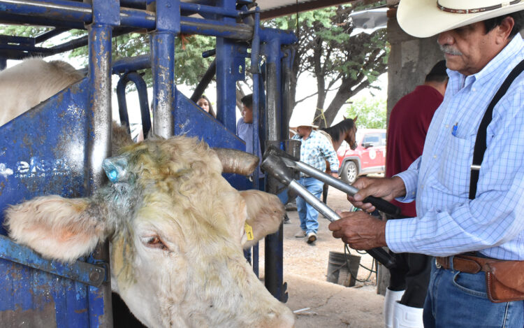 Refuerzan acciones contra el Gusano Barrenador del Ganado en Chihuahua y Sonora