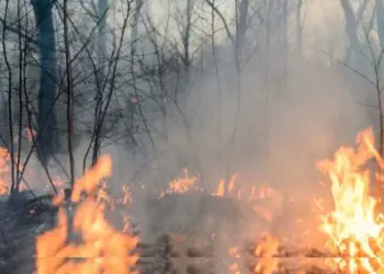 Arde Tamaulipas: Fuerte calor y viento causan incendios forestales en Hidalgo, Jaumave y Casas