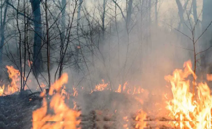 Arde Tamaulipas: Fuerte calor y viento causan incendios forestales en Hidalgo, Jaumave y Casas