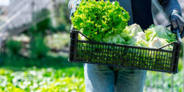 Termina en EU brote de ciclosporiasis ligado a lechuga