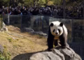 China envía dos pandas gigantes al Zoo Atlanta