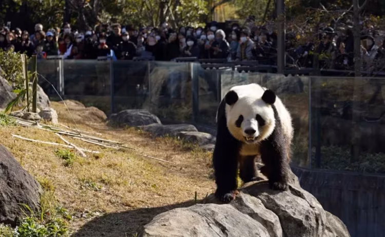 China envía dos pandas gigantes al Zoo Atlanta