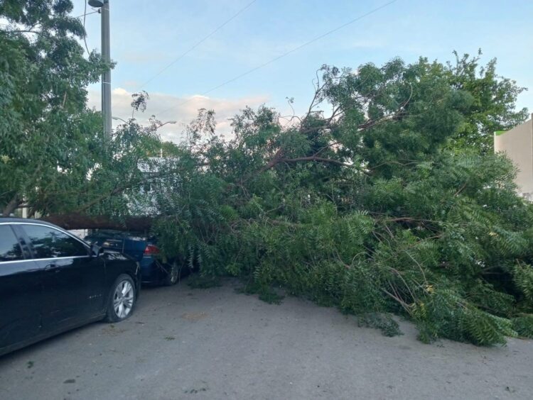 Derriban fuertes vientos más de diez árboles en diversas zonas de Cd. Victoria