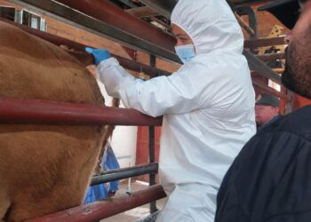 Descarta AGRICULTURA fiebre aftosa en un caso de bovino sospechoso en Agua Prieta, Sonora
