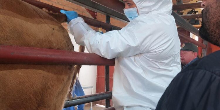 Descarta AGRICULTURA fiebre aftosa en un caso de bovino sospechoso en Agua Prieta, Sonora