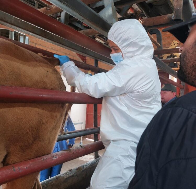 Descarta AGRICULTURA fiebre aftosa en un caso de bovino sospechoso en Agua Prieta, Sonora