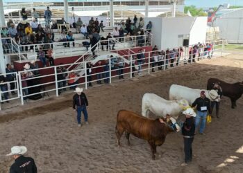 Con tradición y convivencia, celebran el Concurso del Novillo Gordo