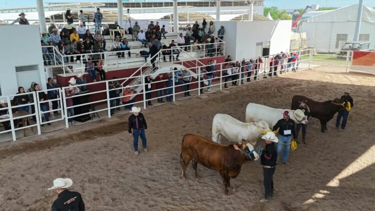 Con tradición y convivencia, celebran el Concurso del Novillo Gordo