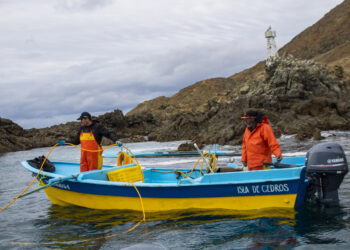 Arranca pesca de camarón en el Golfo de México y el Océano Pacífico