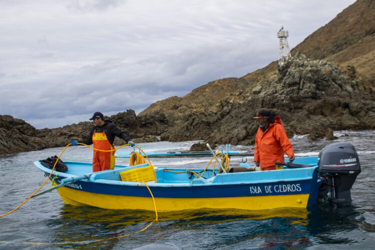 Arranca pesca de camarón en el Golfo de México y el Océano Pacífico