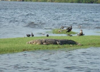 Protegerán a cocodrilos en Laguna del Carpintero