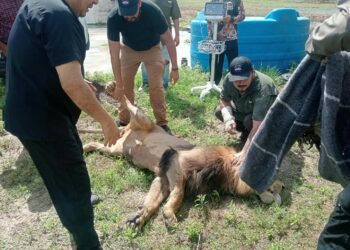 León moviliza operativo en Matamoros
