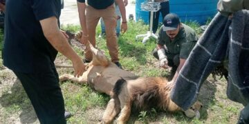 León moviliza operativo en Matamoros