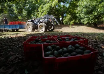 Grupo armado mata a tres empacadores de aguacate