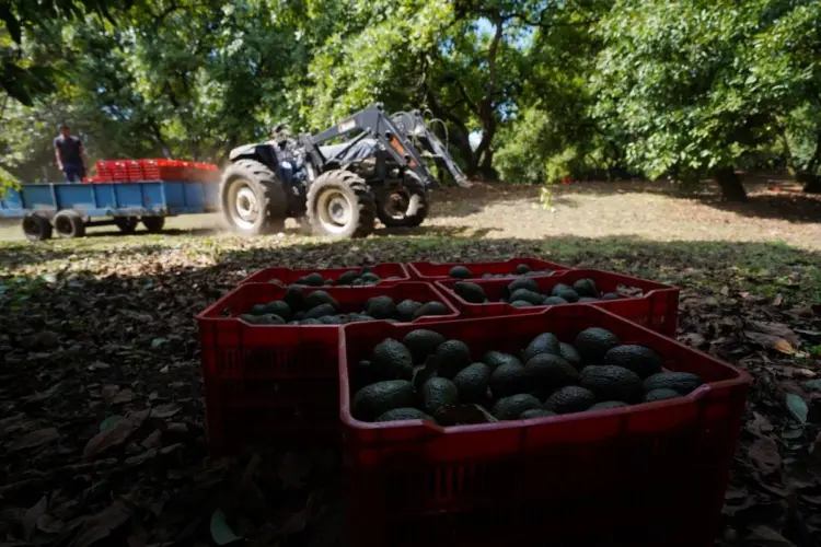 Grupo armado mata a tres empacadores de aguacate