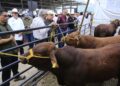 En Tamaulipas se han destinado 545 millones al sector ganadero: Américo Villarreal