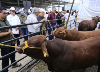 En Tamaulipas se han destinado 545 millones al sector ganadero: Américo Villarreal