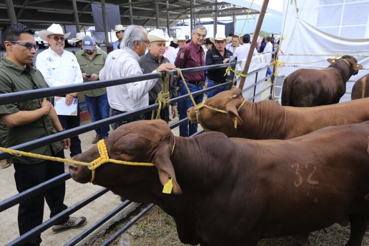 En Tamaulipas se han destinado 545 millones al sector ganadero: Américo Villarreal