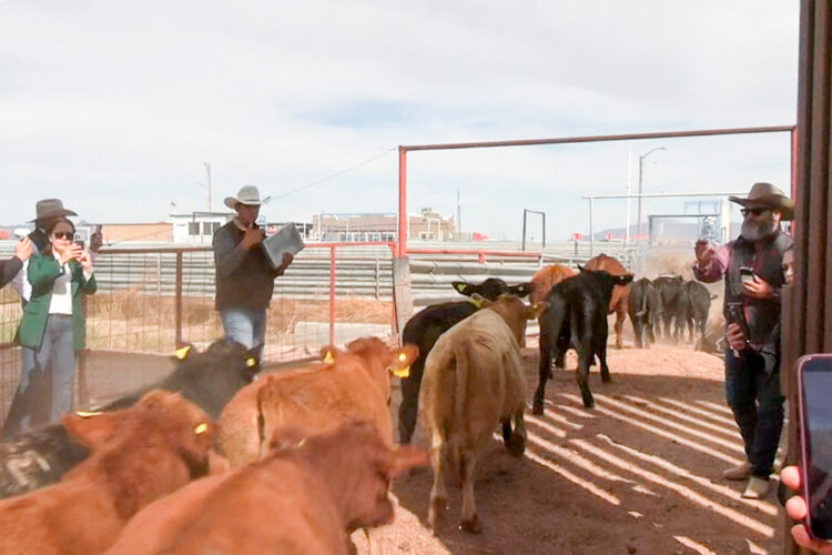 Suma México tercer punto de exportación de ganado en pie a EU desde Palomas, Chihuahua