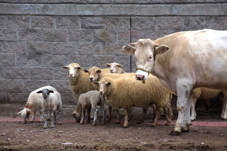 SADER intensifica la vacunación y reduce 10% la rabia paralítica bovina