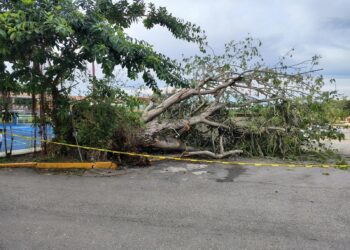 Árbol cae y expone riesgos en Tampico