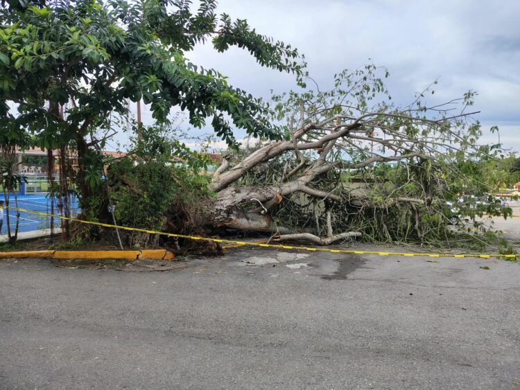 Árbol cae y expone riesgos en Tampico