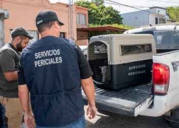 Rescata Fiscalía a dos huskies por abandono