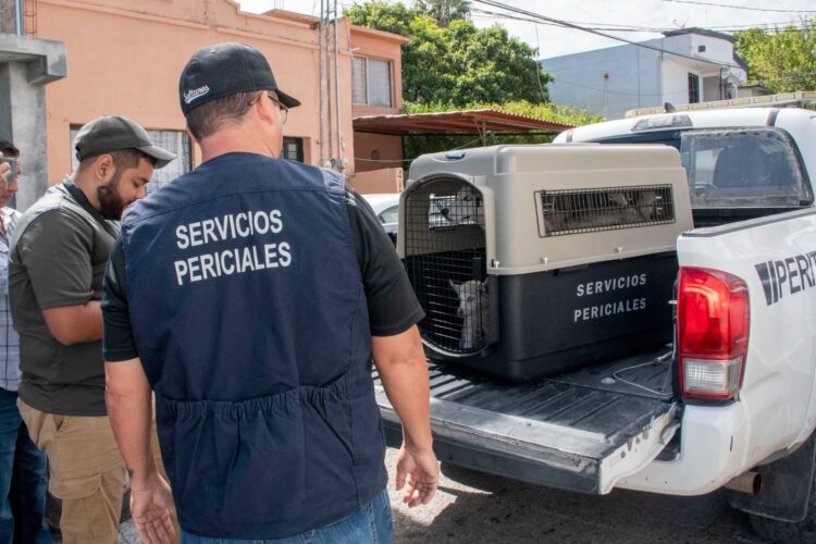 Rescata Fiscalía a dos huskies por abandono
