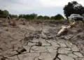 Sequía reduce producción agropecuaria