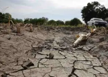 Sequía reduce producción agropecuaria