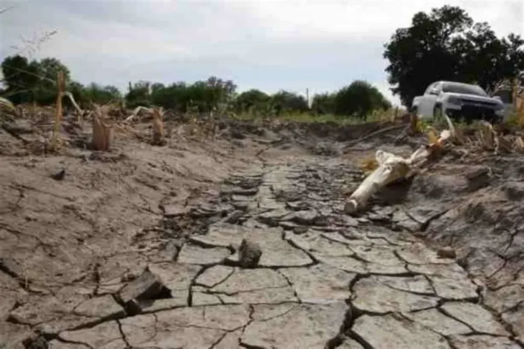 Sequía reduce producción agropecuaria