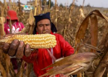 Prevén suba a 80% importación de maíz