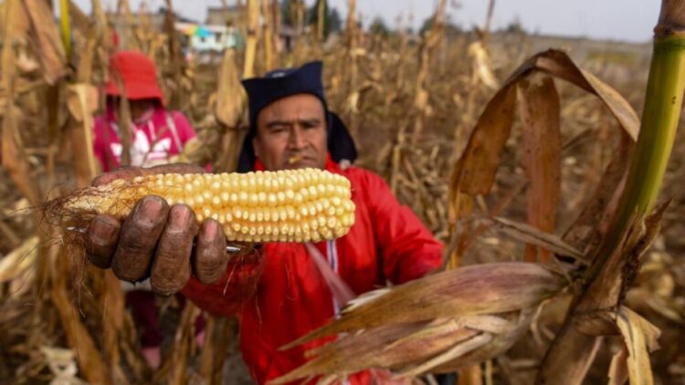Prevén suba a 80% importación de maíz