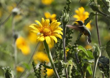Protege Tamaulipas rutas naturales del colibrí de garganta rubí