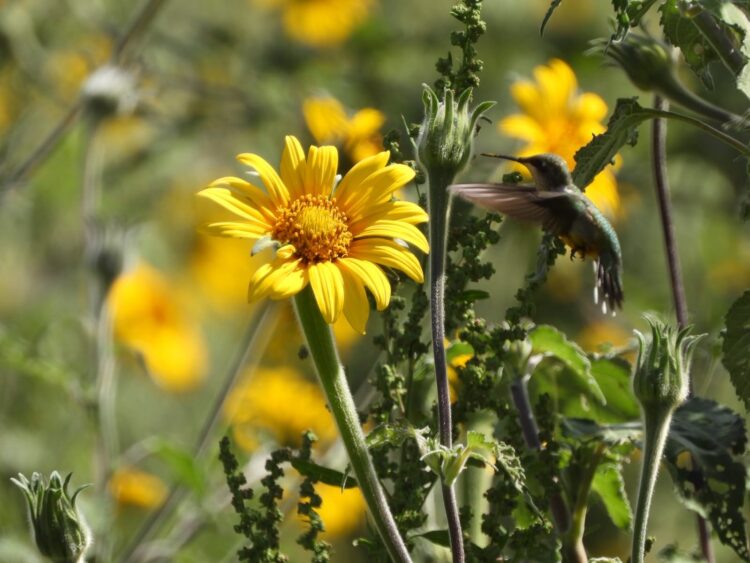 Protege Tamaulipas rutas naturales del colibrí de garganta rubí